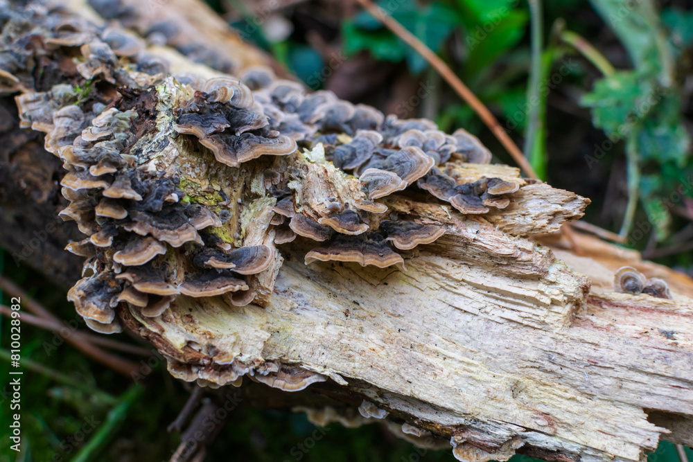 fungus on tree trunk