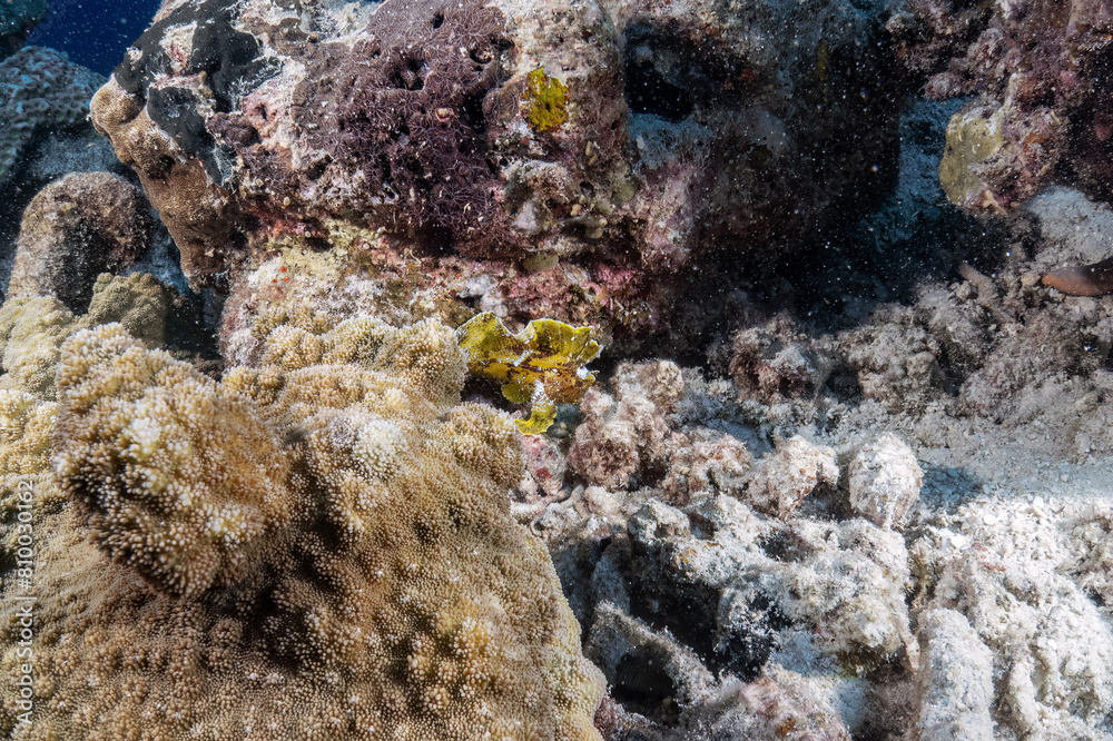 Real green frogfish photography at sea coral reef in scuba dive explore travel activity with underwater background landscape around Sipadan island, Malaysia Real green frogfish photography at sea coral reef in scuba dive explore travel activity with underwater background landscape around Sipadan island, Malaysia
