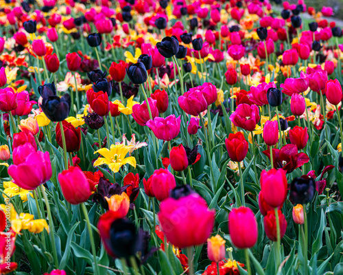 field of tulips