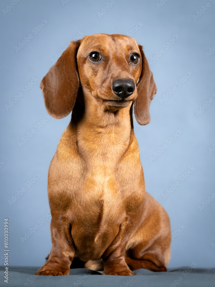 Brown shorthair dachshund sitting in a photography studio