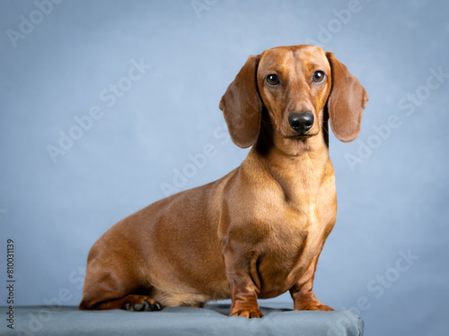 Brown dachshund sitting in a photography studio