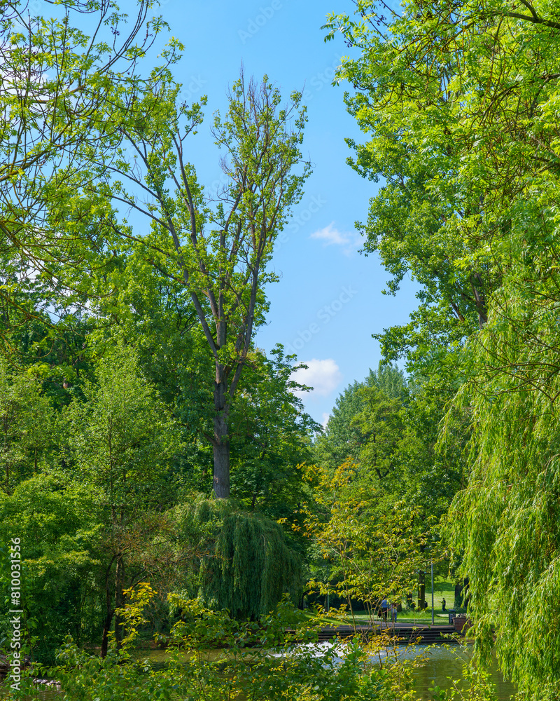 Fototapeta premium trees in the park