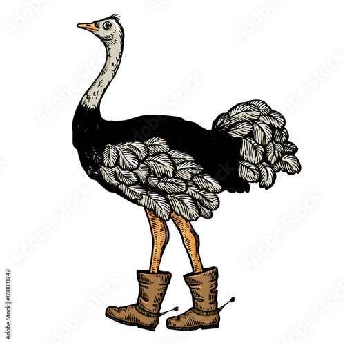 Ostrich boots spur animal sketch engraving PNG photo