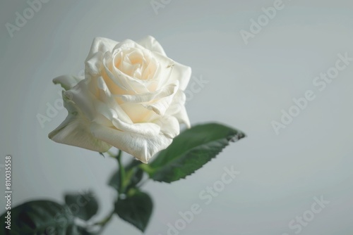 white rose isolated on a white background, cutout, cut-out, birthday, mothers day, wedding, 