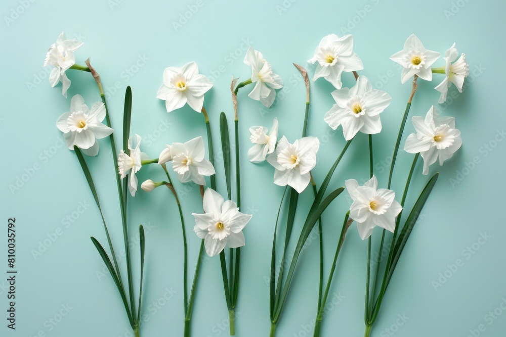 Fototapeta premium White flowers arranged on a blue background. Perfect for spring or nature themes