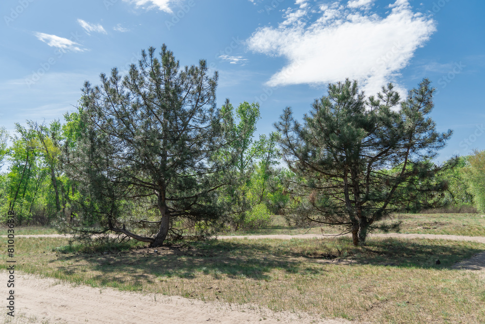 Sand road in the forest. Track imprint of quadricycle on nature land. Tire pattern of quad bike on driveway. Sand texture off road. Path in forest close up. Sand mounds and green plants in sunny day.