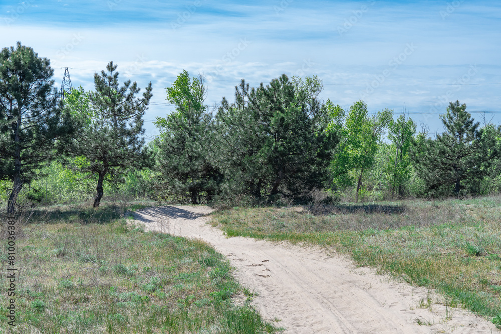 Sand road in the forest. Track imprint of quadricycle on nature land. Tire pattern of quad bike on driveway. Sand texture off road. Path in forest close up. Sand mounds and green plants in sunny day.