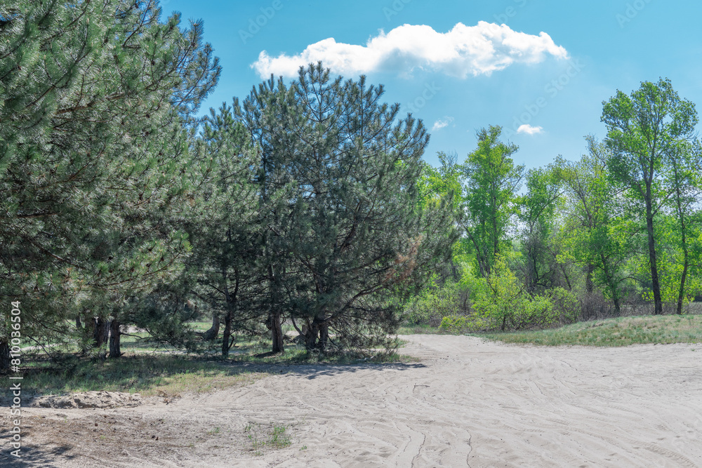 Fototapeta premium Sand road in the forest. Track imprint of quadricycle on nature land. Tire pattern of quad bike on driveway. Sand texture off road. Path in forest close up. Sand mounds and green plants in sunny day.