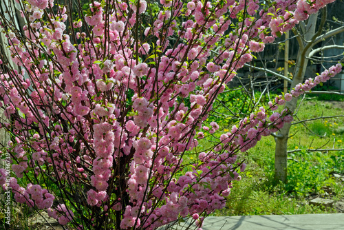 Flowering bush of Prunus triloba in spring sunlight.