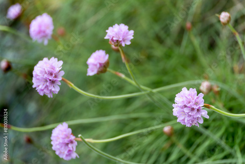 Sea Pinks (Armeria) flowering in springtime at Mevagissey in Cornwall photo