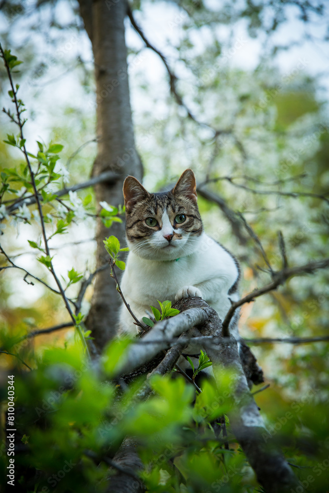 A Felidae carnivore perched on a twig, staring at the camera from a tree branch A Felidae carnivore perched on a twig, staring at the camera from a tree branch
