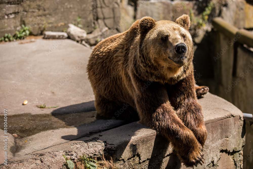 Carnivore Kodiak bear with fur and claws, sitting on a rock with crossed legs Carnivore Kodiak bear with fur and claws, sitting on a rock with crossed legs