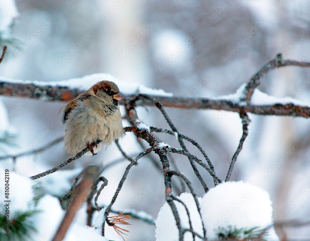sparrow sits on a branch in the winter in the forest in Noyabrsk sparrow sits on a branch in the winter in the forest in Noyabrsk