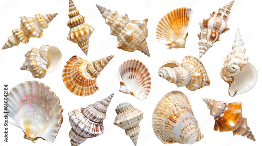 Decorations of seashell , ocean mollusk .. Underwater life , white background , png transparent Decorations of seashell , ocean mollusk .. Underwater life , white background , png transparent