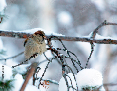 sparrow sits on a branch in the winter in the forest in Noyabrsk photo