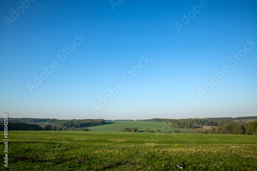 Vast grassland under a clear blue sky, creating a natural landscape