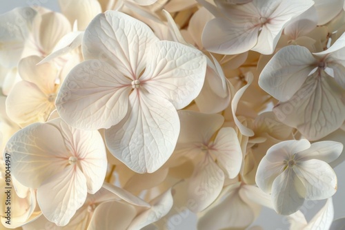 A close-up shot of a bunch of white flowers. Perfect for nature or floral themes