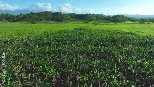 Rotating drone footage of a bananna crop near Loiza, Puerto Rico, with the mountains of El Yunque in the background. photo