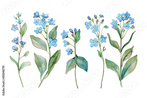 Watercolor forget-me-not clipart with small blue flowers and green leaves