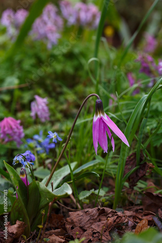 Erythronium sibiricum is a perennial herbaceous plant, a species of the genus Kandyk ( Erythronium ) in spring time photo