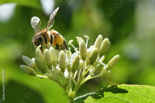 abeille du jardin 37