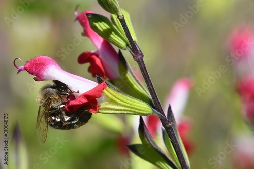 abeille du jardin 36