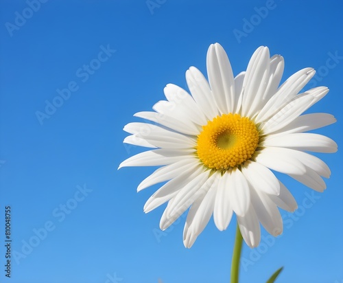 A white daisy flower with yellow center against a clear blue sky