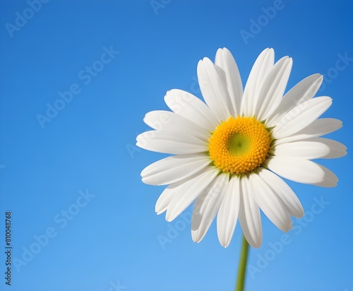 A white daisy flower with yellow center against a clear blue sky