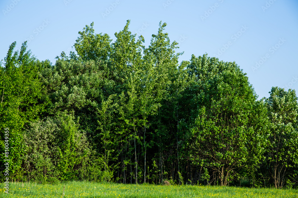 Obraz premium Row of trees under blue sky in field, natural landscape