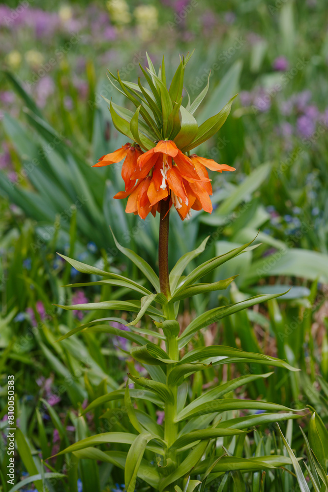 Edward's hazel grouse ( lat. Fritillaria eduardii ) is a species of monocotyledonous flowering plants included in the genus Fritillaria Edward's hazel grouse ( lat. Fritillaria eduardii ) is a species of monocotyledonous flowering plants included in the genus Fritillaria