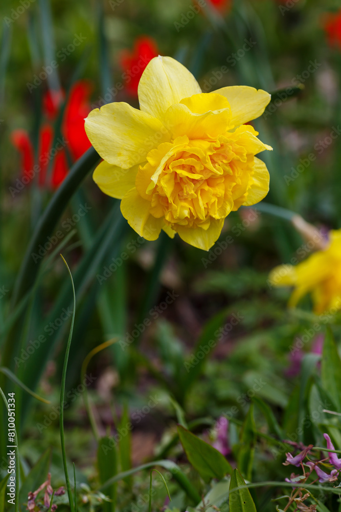 Narcissus Dick Wilden in bloom close up Narcissus Dick Wilden in bloom close up