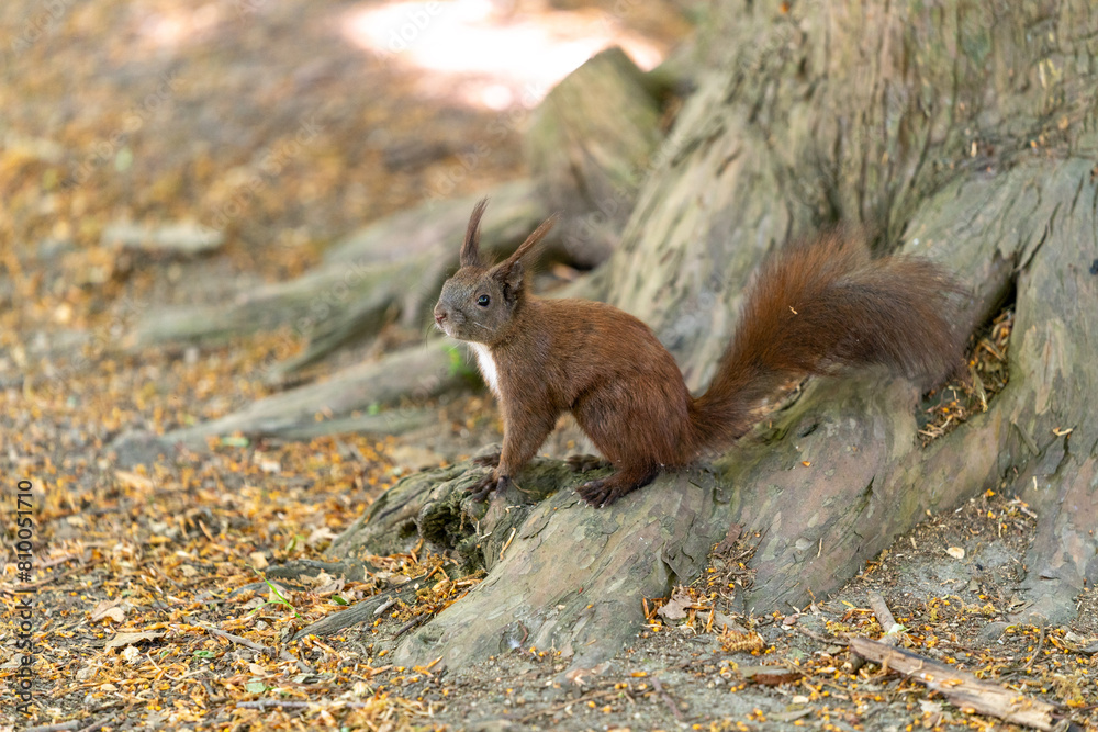 Obraz premium squirrel in the forest eating nuts in the shadow in summertime in berlin germany