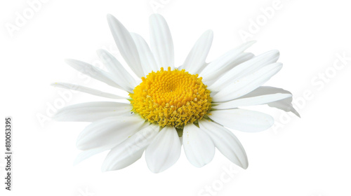 Common daisy blossom isolated on white background  png transparent