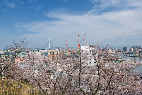 pink cherry blossom with aratsu bridge and city by Fukuoka bay © Blanscape