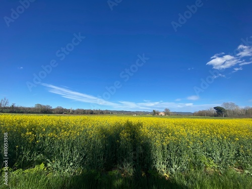 Yellow rapeseed field in bloom with yellow flowers in a spring sunny blue sky