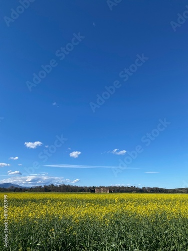 Yellow rapeseed field in bloom with yellow flowers in a spring sunny blue sky