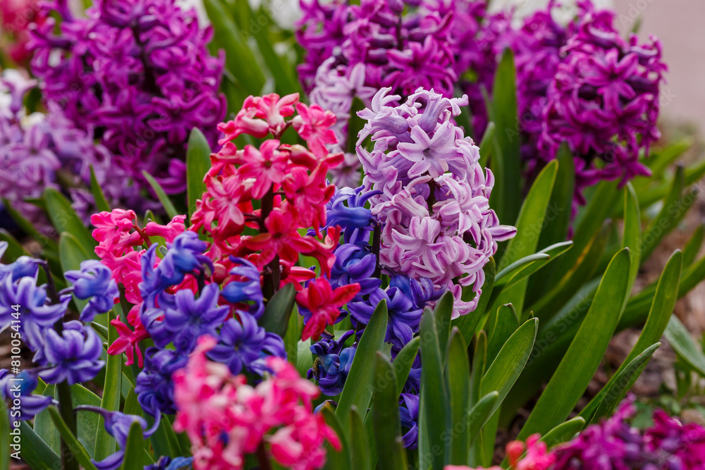 Fototapeta premium Hyacinth ( lat. Hyacinthus ) is a genus of plants in the Asparagaceae family