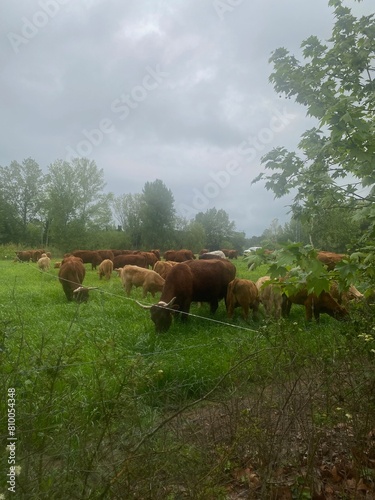 Brown pyrenees cows herd in a green field on a cloudy sky