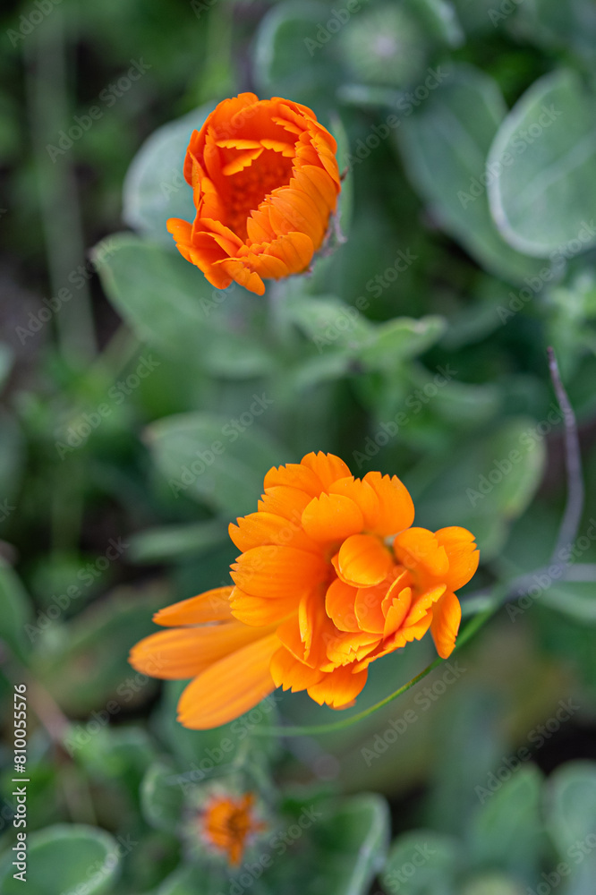 Calendula flower opening, orange flower blooming Calendula flower opening, orange flower blooming