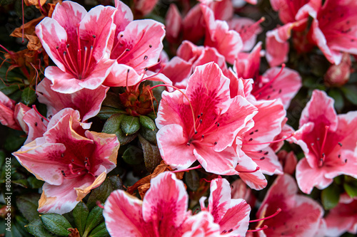 Encore Azalea Azalea Sunburst, coral pink flowers with white ruffled edges