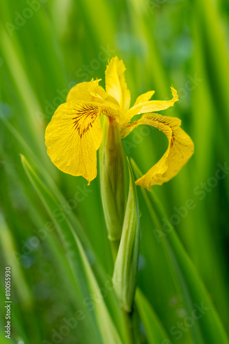 The yellow flag iris or Iris pseudacorus grows wild in parts of North America and elsewhere but is also cultivated as a garden flower.