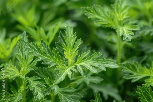 Artemisia Vulgaris: Closeup of Plant's Leaf and Flower Blossom for Herbal and Alternative Medicine photo