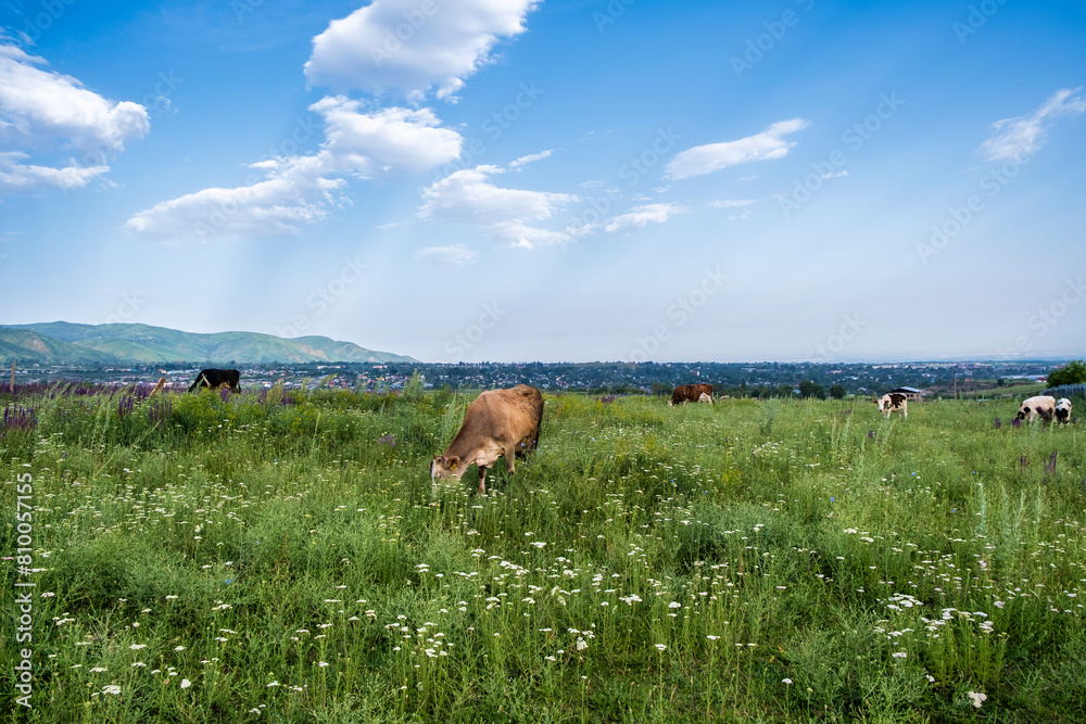 Naklejka premium cows grazing in a field
