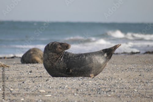 Big Seal on an Island in the North Sea