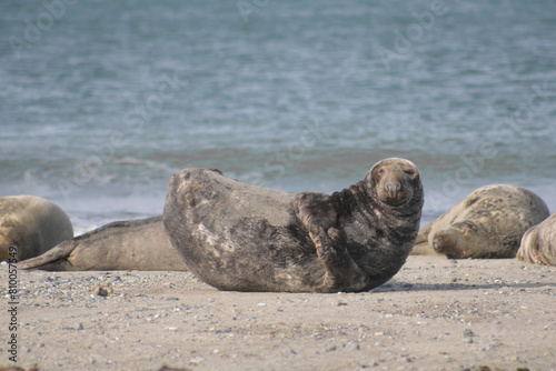 Big Seal on an Island in the North Sea