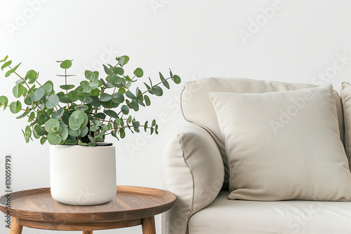 Close up of a green eucalyptus plant in a white ceramic pot on a wooden table near a beige sofa against a plain wall. Blanck pillow for textile template
