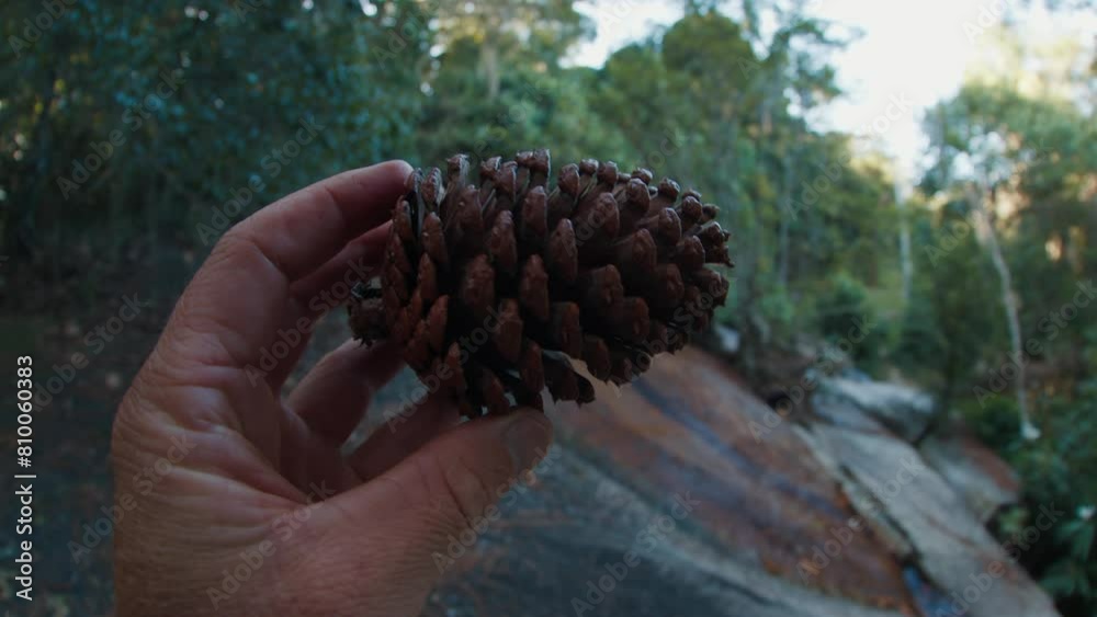 Person holds pine cone in the hand Person holds pine cone in the hand