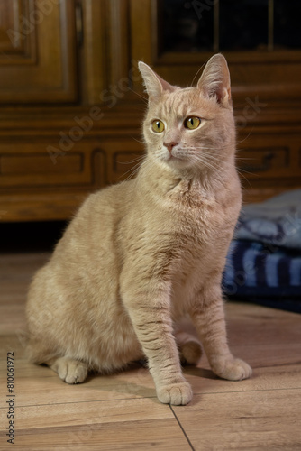 Biscuit cat sitting on the floor 