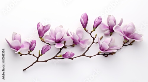 purple magnolia flowers on white background flower branch