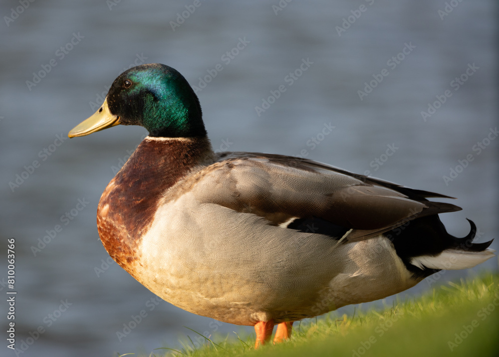 Fototapeta premium Male Mallard heading to the pond